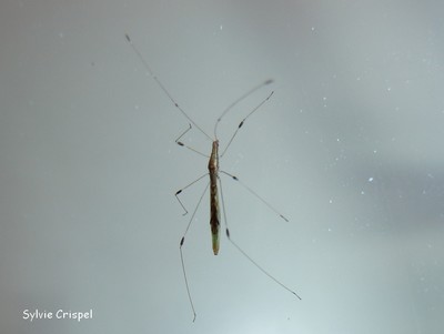 Neides aduncus